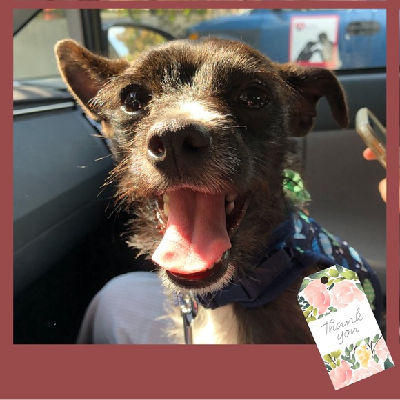 Meet your Posher, Anna - Picture 2 of 2